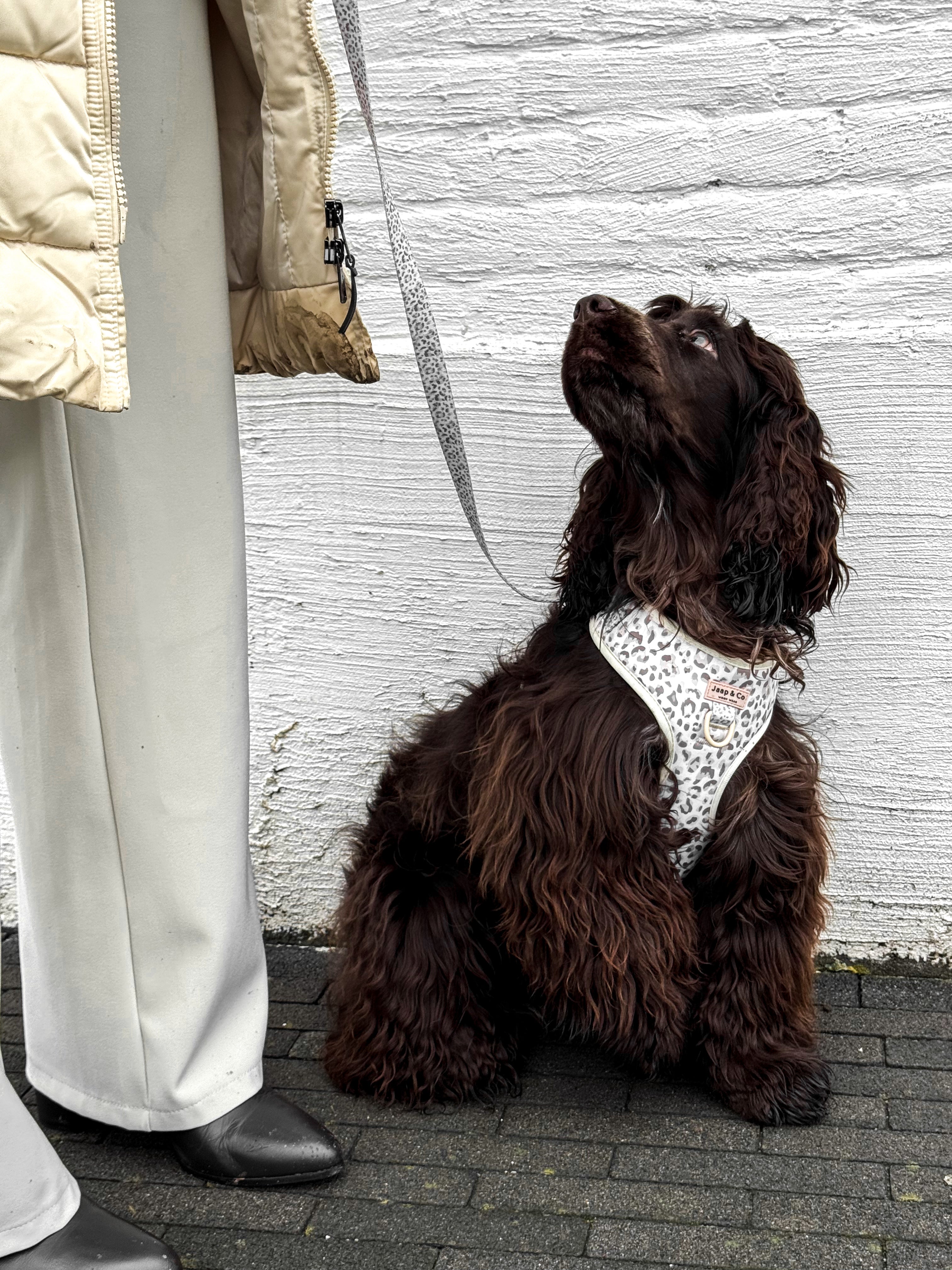 Snowy Leopard - Hondentuigje