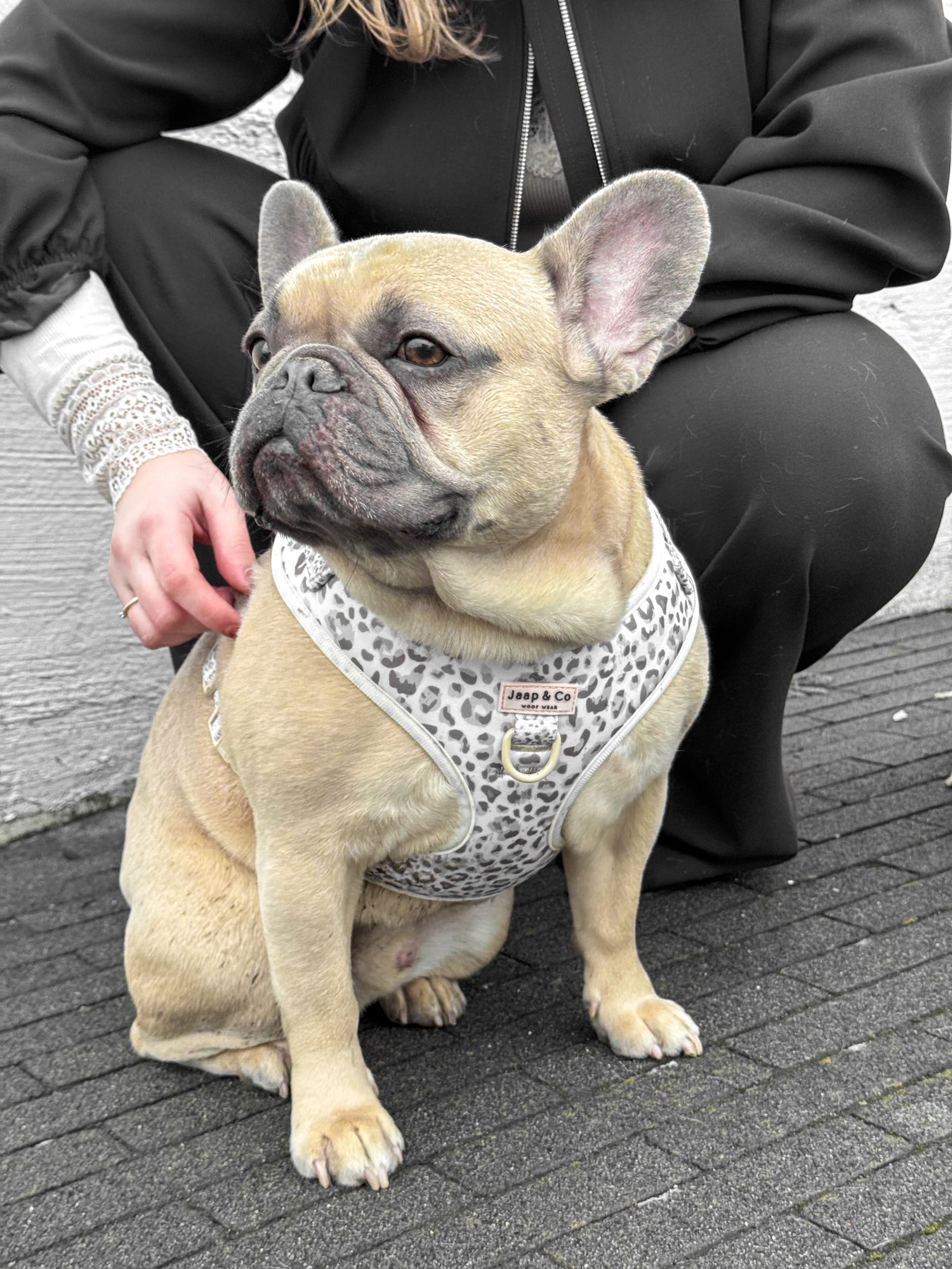 Snowy Leopard - Hondentuigje