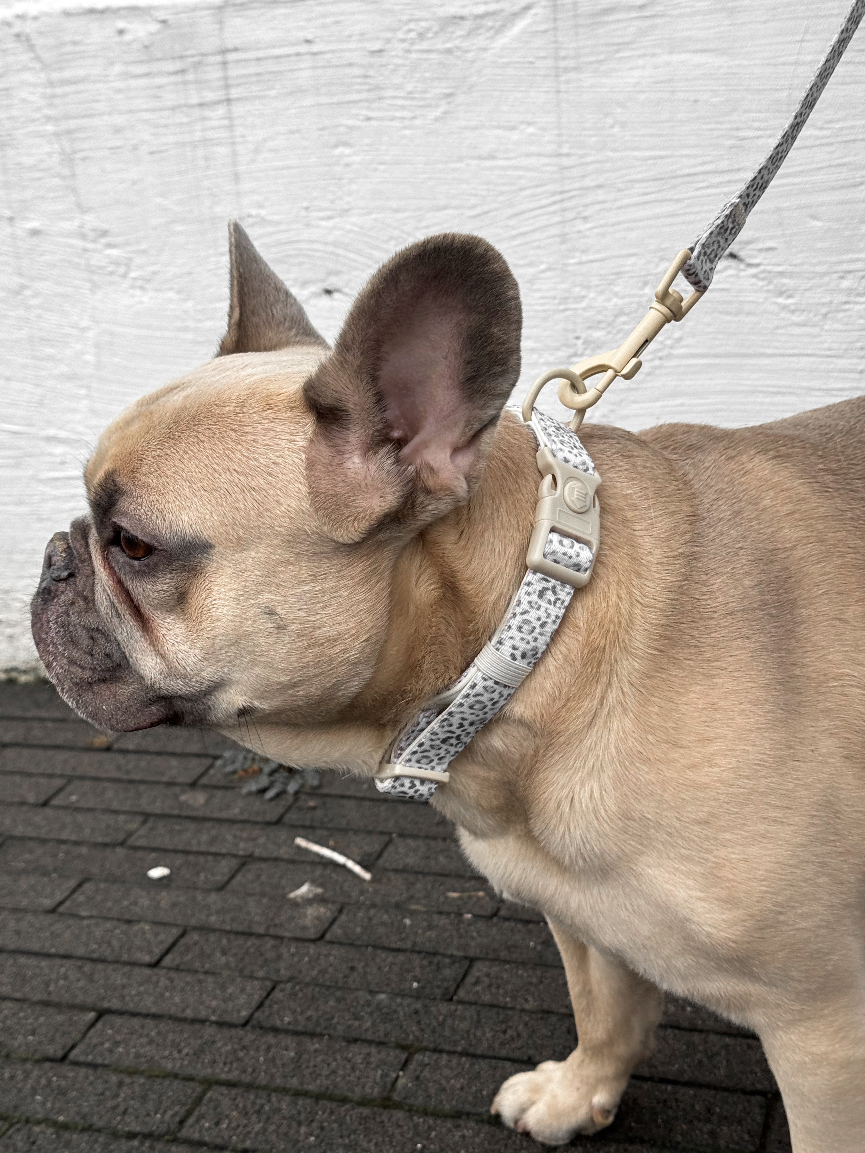 Snowy Leopard - Hondenhalsband