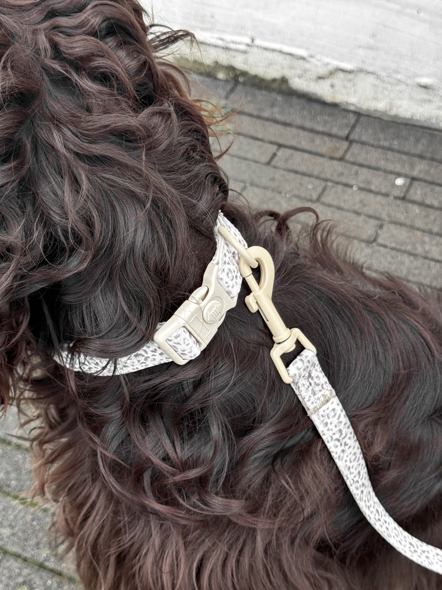 Snowy Leopard - Hondenhalsband