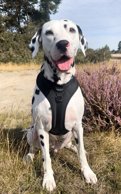 Black Paws Waterproof - Dog Harness