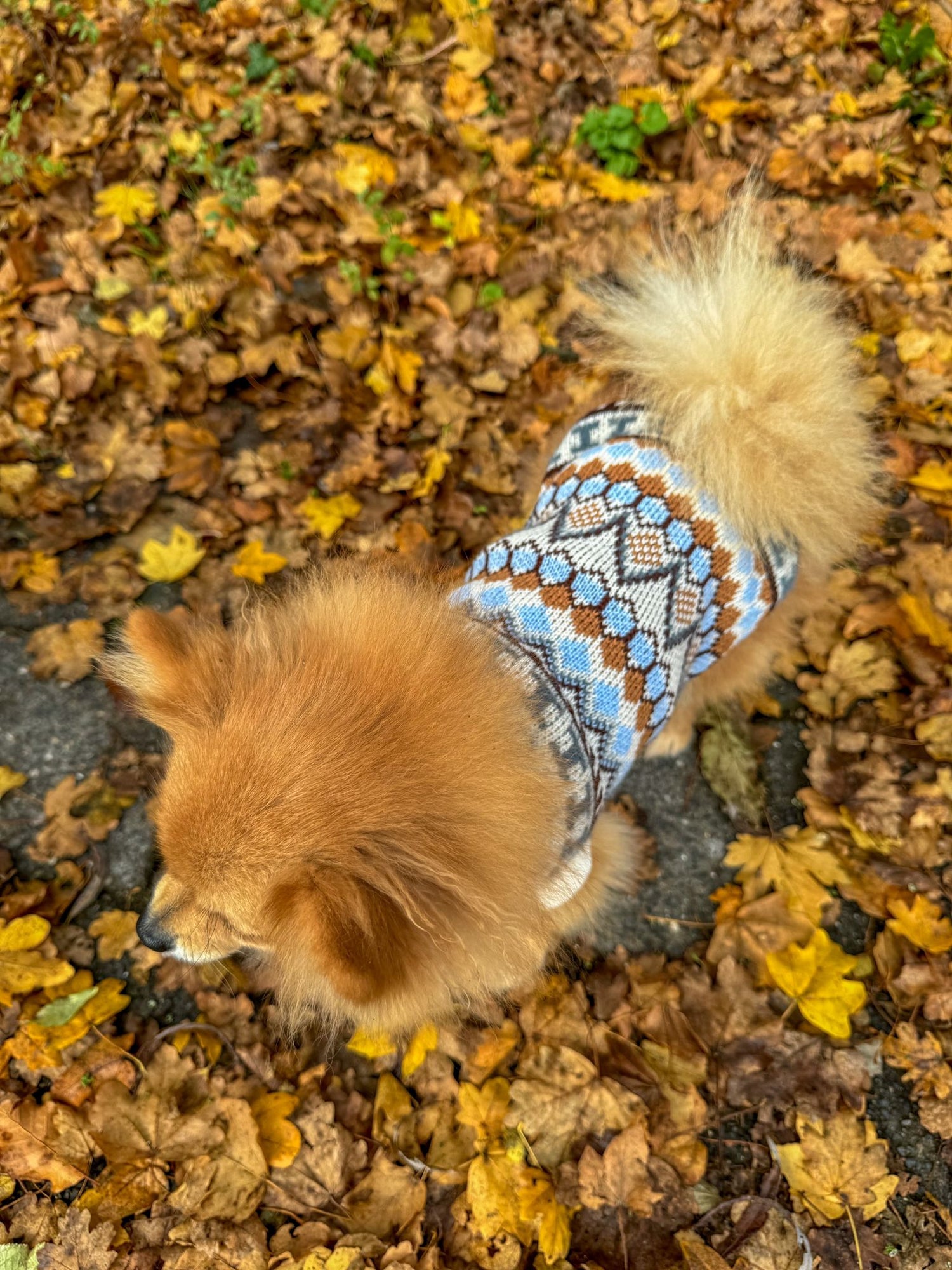 Warme Wintertrui voor Honden – Comfortabel, Zacht en Praktisch