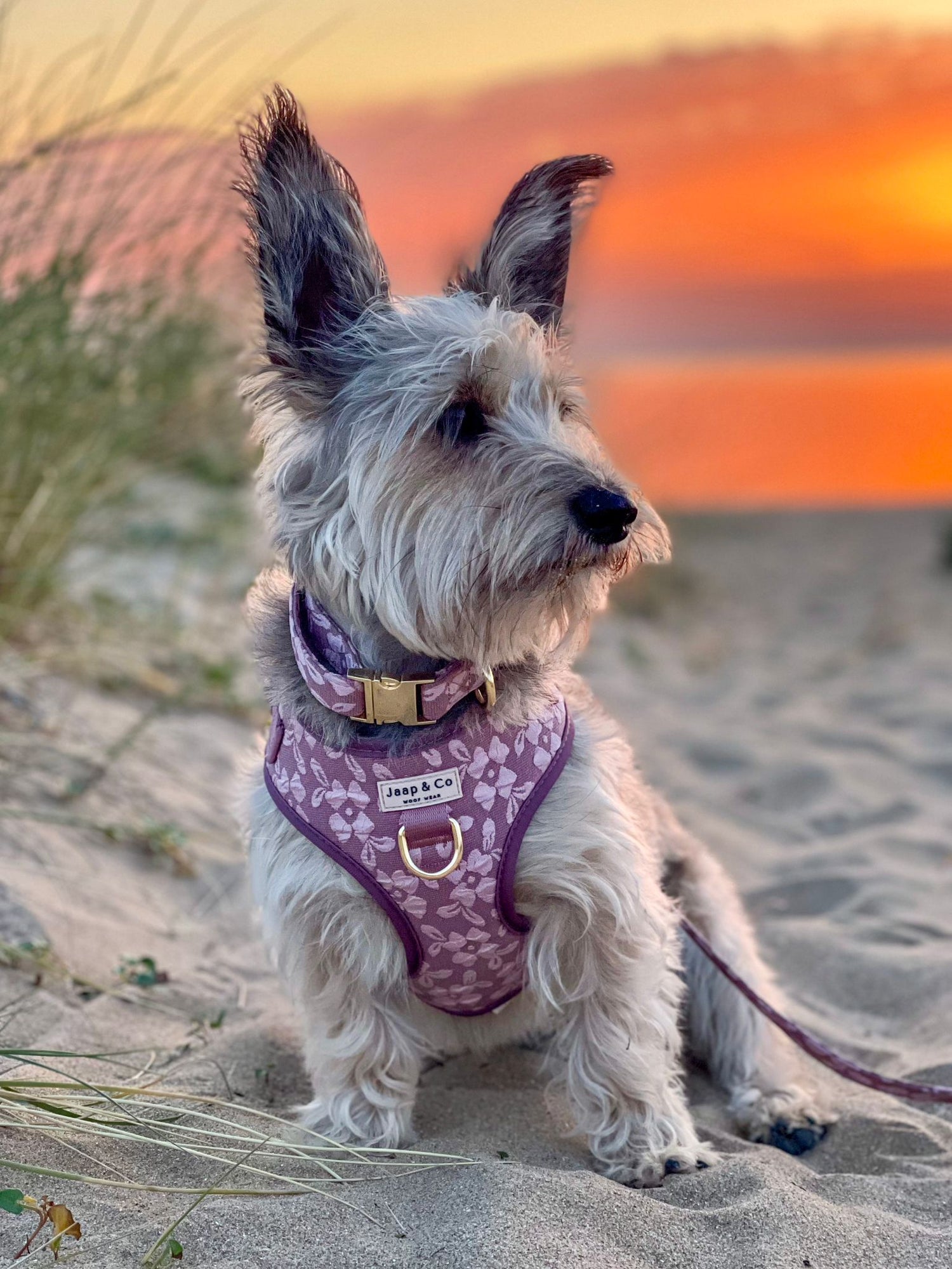 Rosé Dusk - Dog Harness