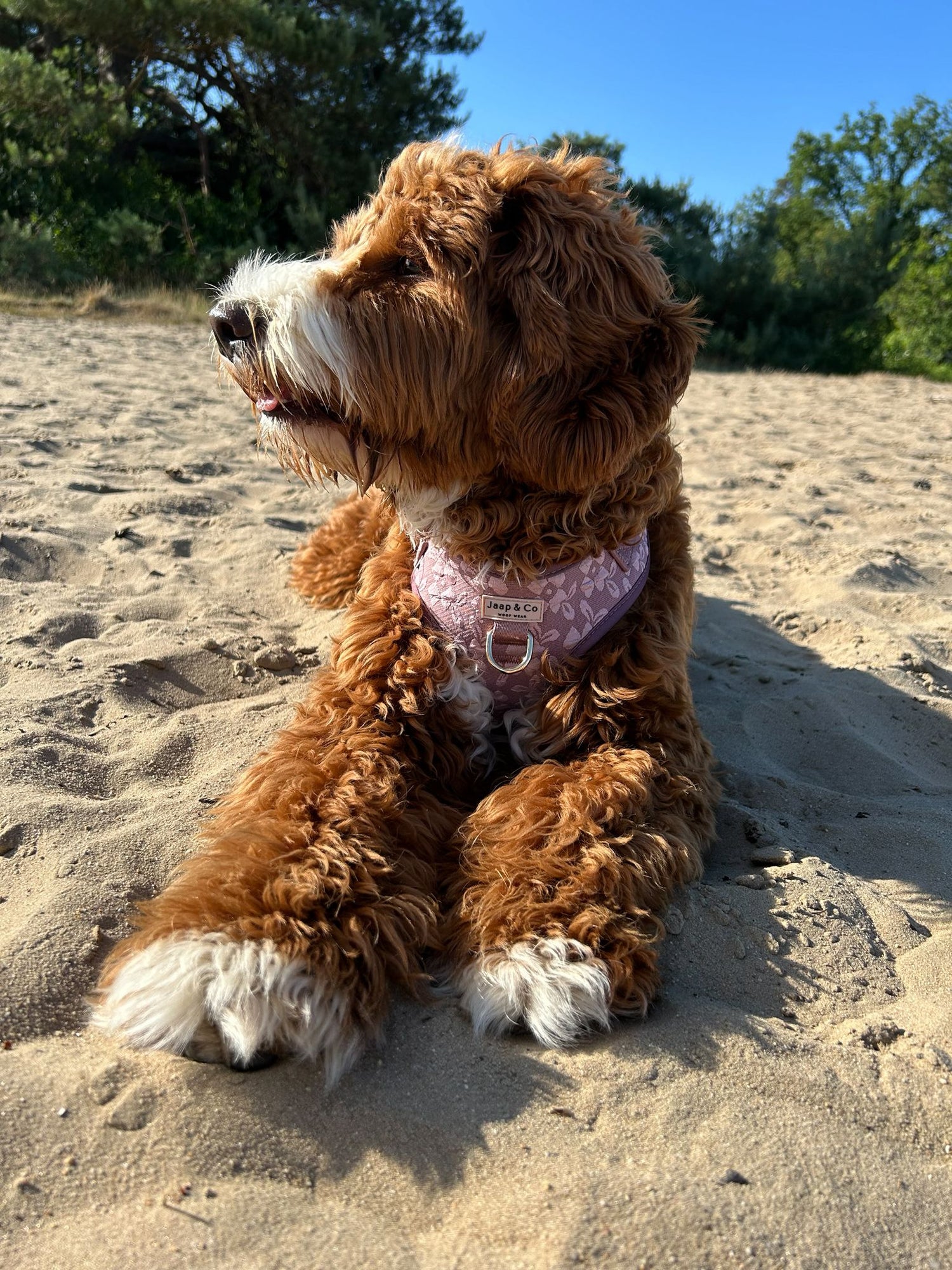 Rosé Dusk - Dog Harness