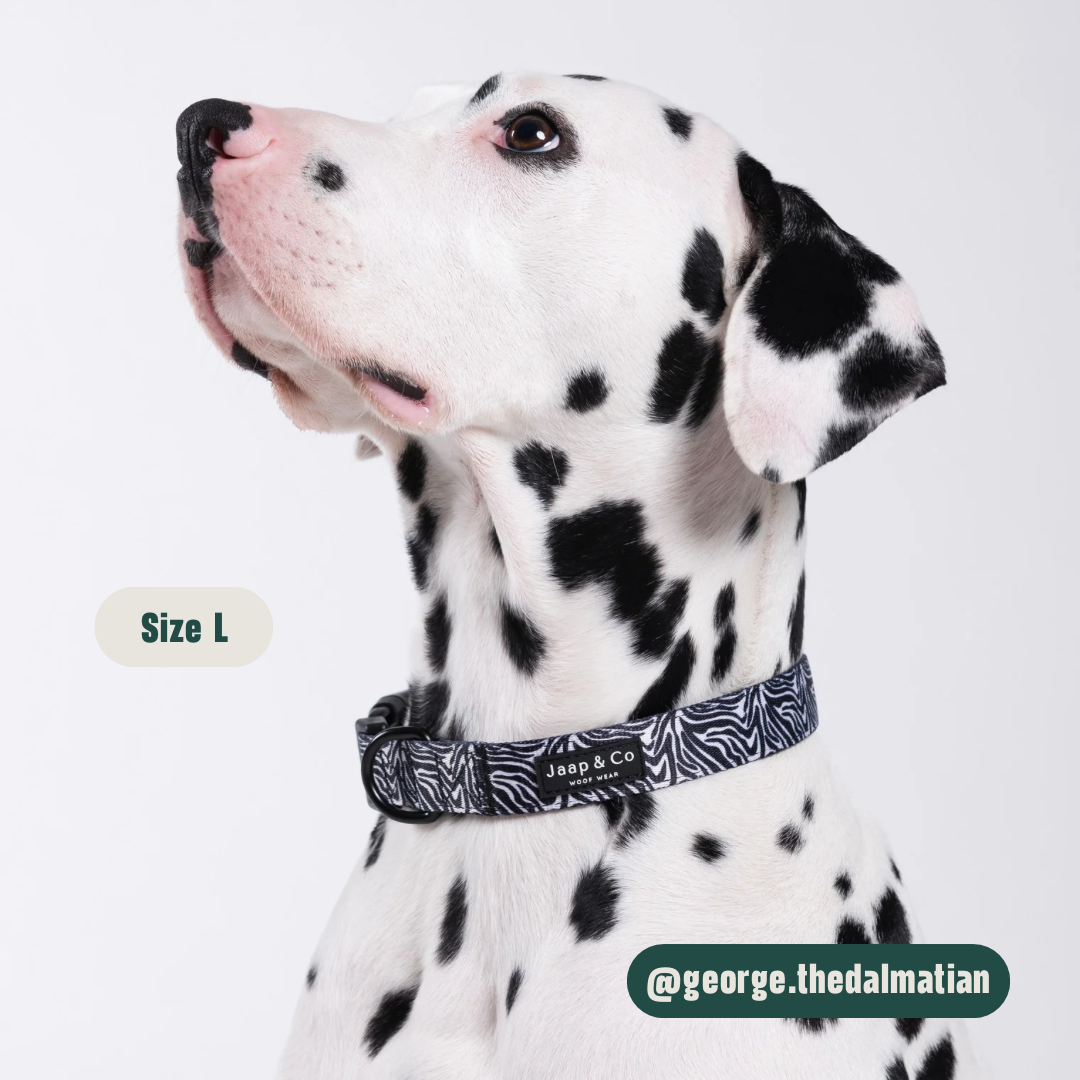 Zebra Chic - Set Halsband