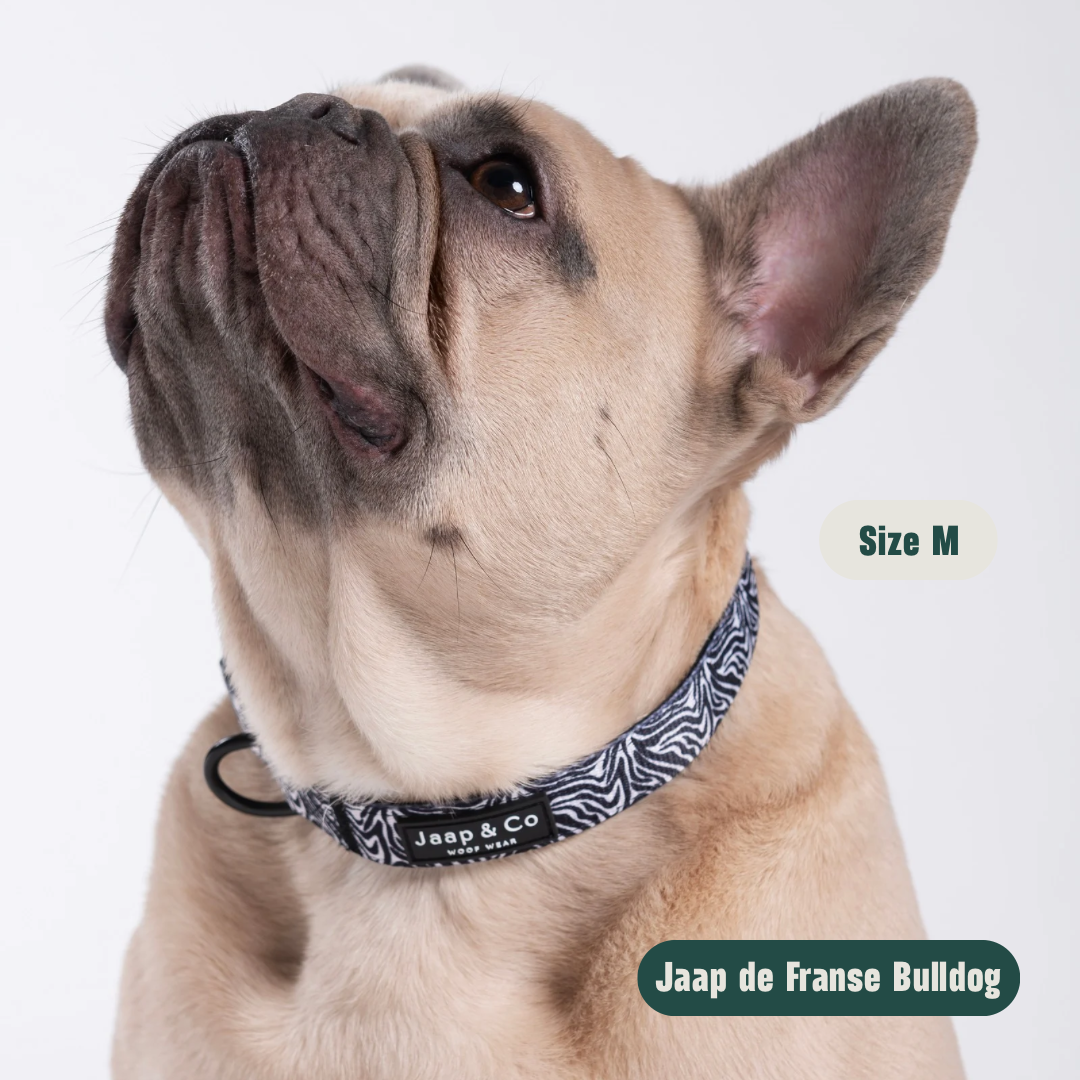 Zebra Chic - Set Halsband