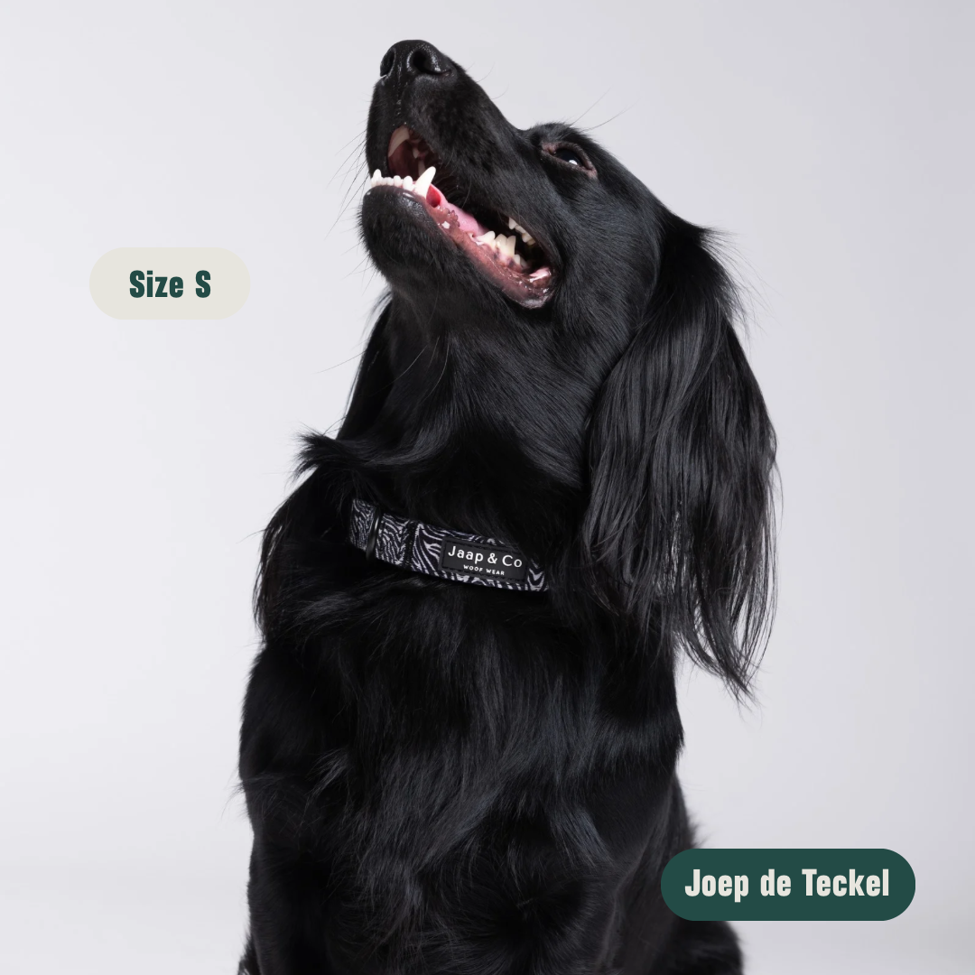 Zebra Chic - Set Halsband