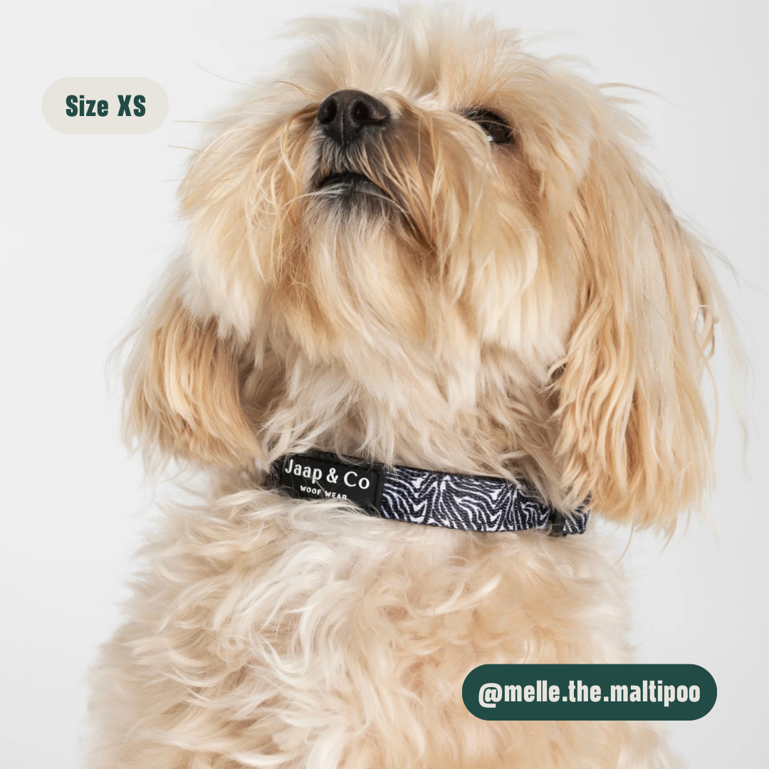 Zebra Chic - Set Halsband