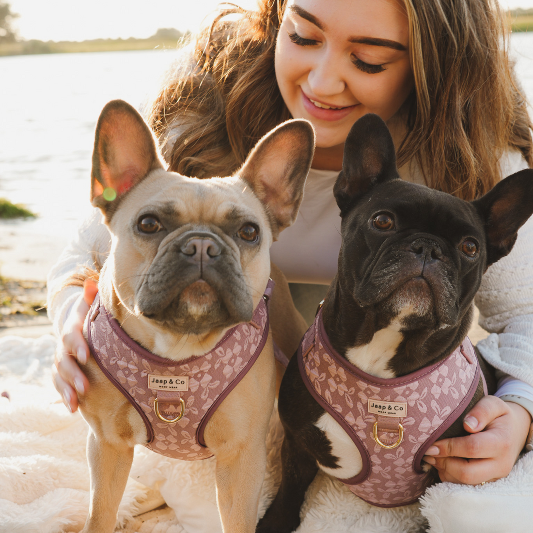 Baasje met twee franse bulldog honden met de Rosé Dusk hondentuigjes met gouden details zoals D-ring en clipsluiting van Jaap & Co
