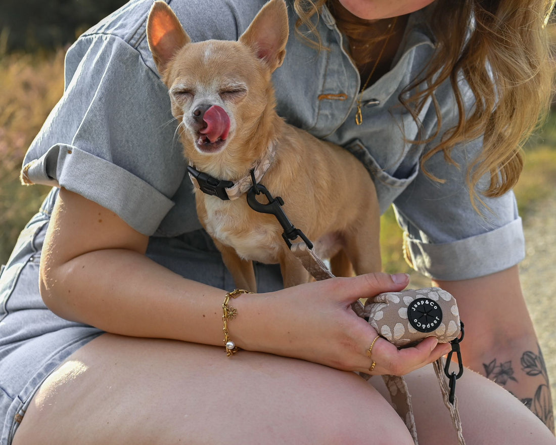 Chihuahua op schoot bij baasje met het Jaap &amp; Co Blush Elegance hondentuigje, lijn en poepzakjeshouder – beige bloemenprint in zachte tinten.