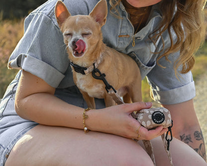 Chihuahua op schoot bij baasje met het Jaap &amp; Co Blush Elegance hondentuigje, lijn en poepzakjeshouder – beige bloemenprint in zachte tinten.