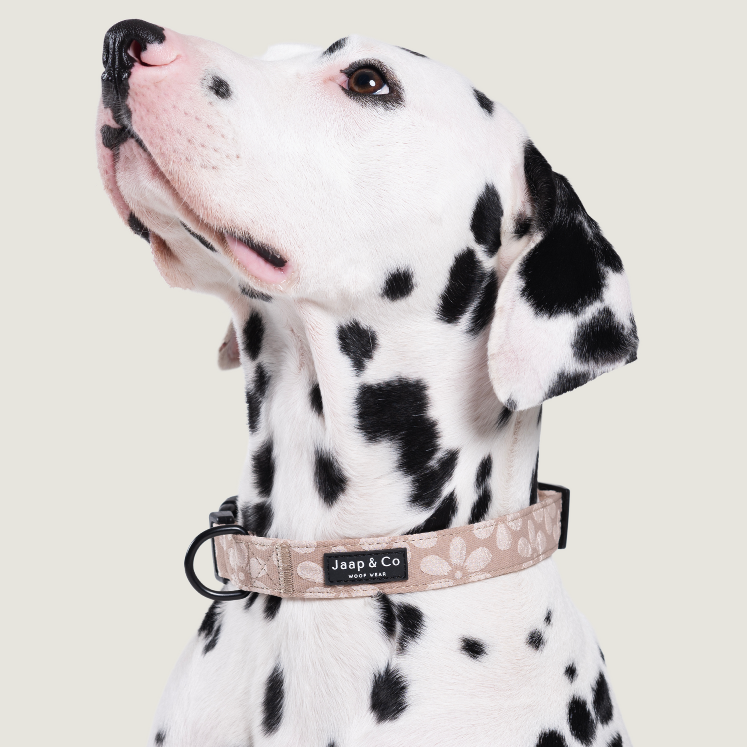 Dalmatiër hond draagt Jaap &amp; Co Blush Elegance hondenhalsband – beige met bloemenprint, comfortabel en veilig