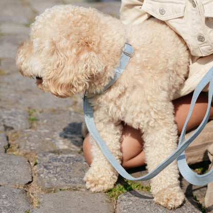 Hond draagt de lichtblauwe denim kleurige hondenhalsband van de Jaap &amp; Co Denim Days collectie
