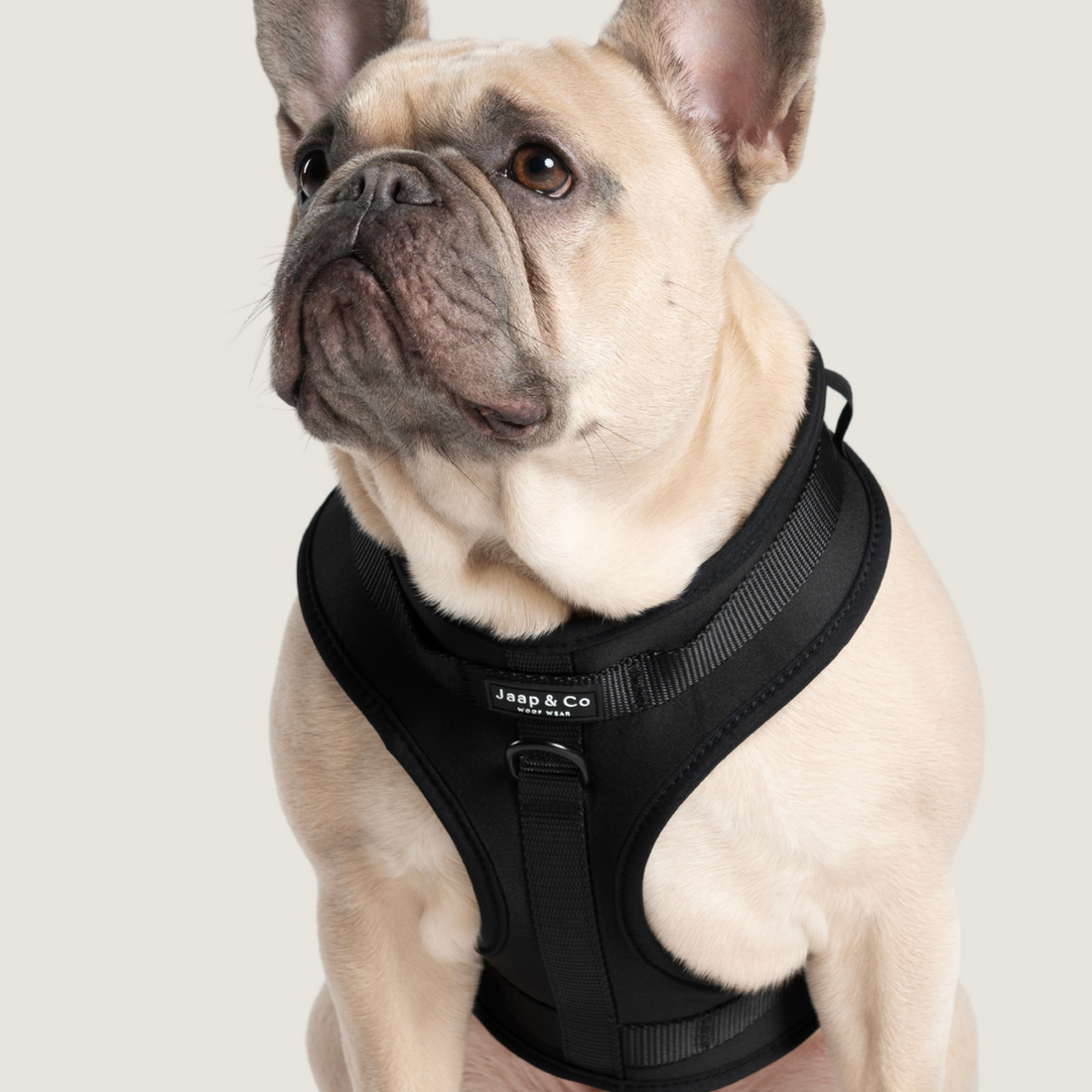 Franse bulldog draagt het zwarte waterproof Jaap & Co hondentuigje – model Black Paw, comfortabel en verstelbaar.
