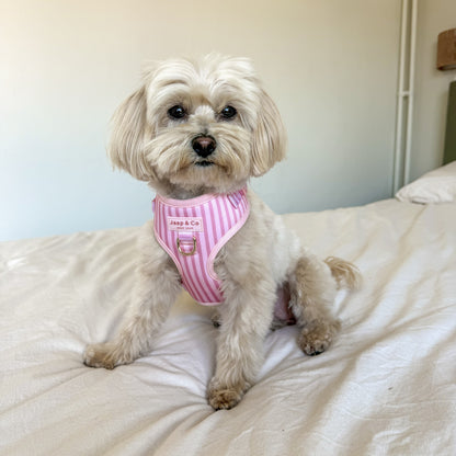 Hondje met roze gestreept hondentuigje aan van de Melle&