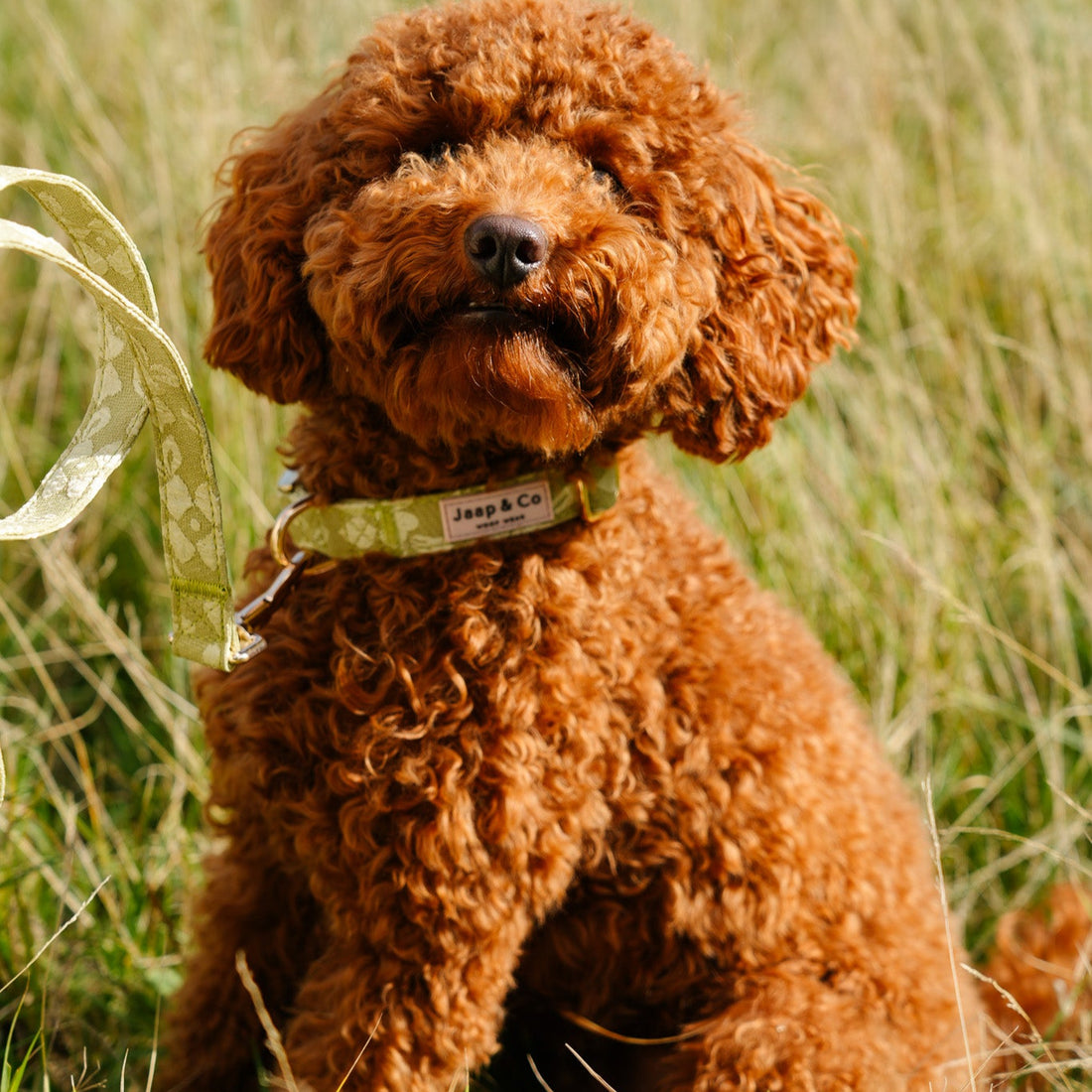 Labradoodle draagt de lichtgroene Botanical Glow verstelbare halsband van Jaap &amp; Co