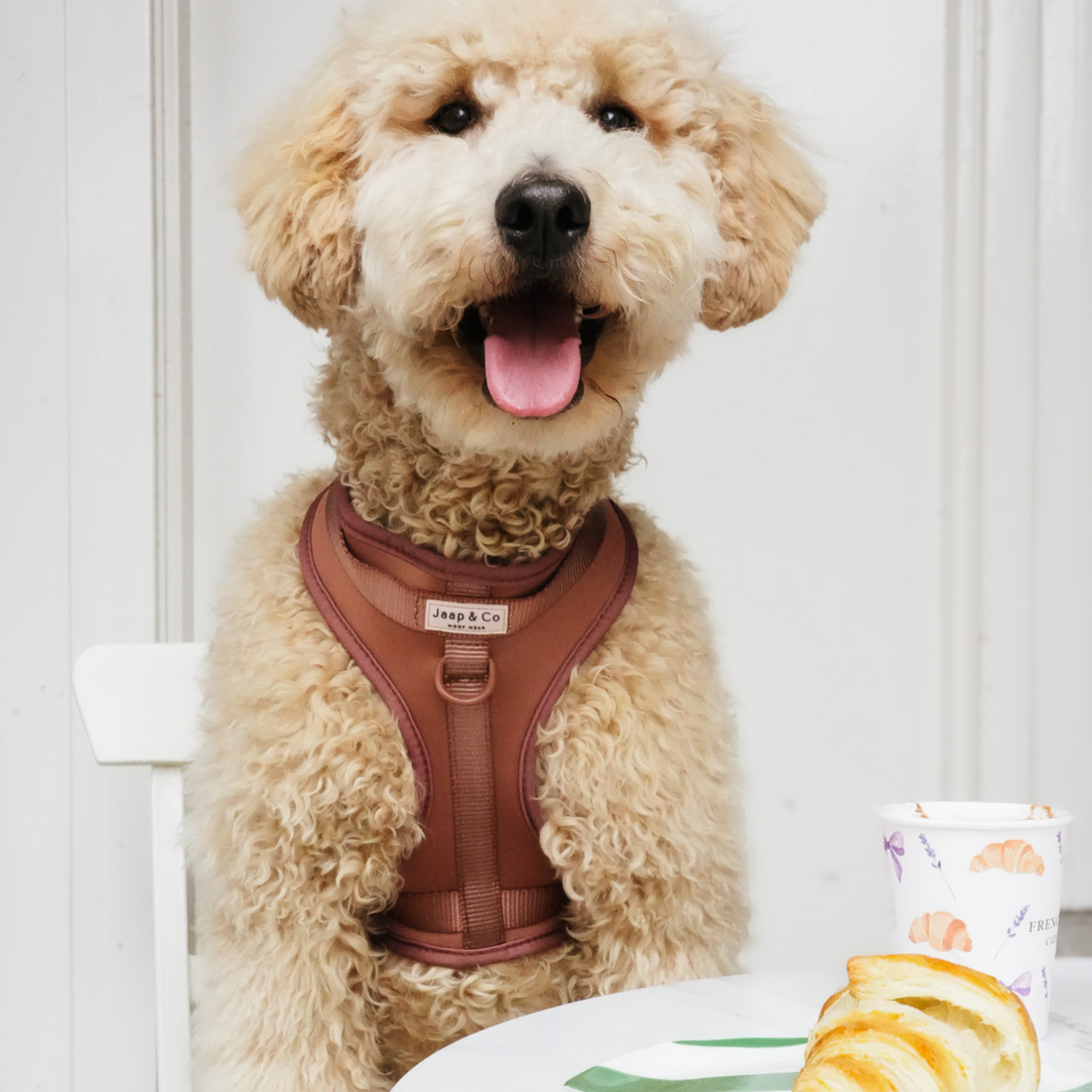 Hond draagt de mocha mousse waterproof hondentuig van Jaap & Co, een mooie warme bruine kleur