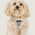 Maltipoo hond draagt het floral memories hondentuigje van Jaap & Co – comfortabel en verstelbaar. 