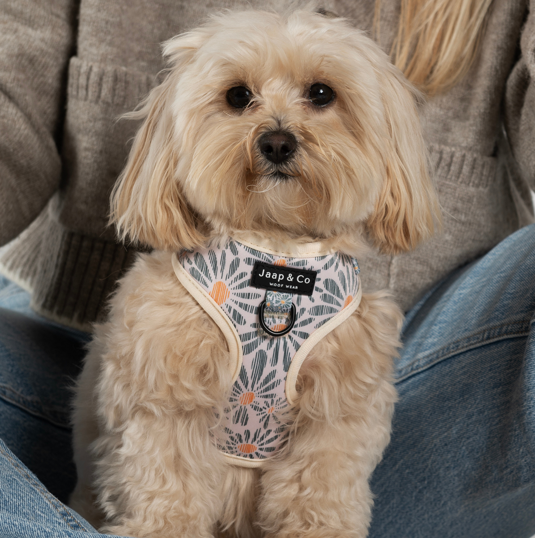 Maltipoo zit bij model en draagt de floral memories hondentuigje van Jaap &amp; Co - wit met blauw en oranje bloemenprint