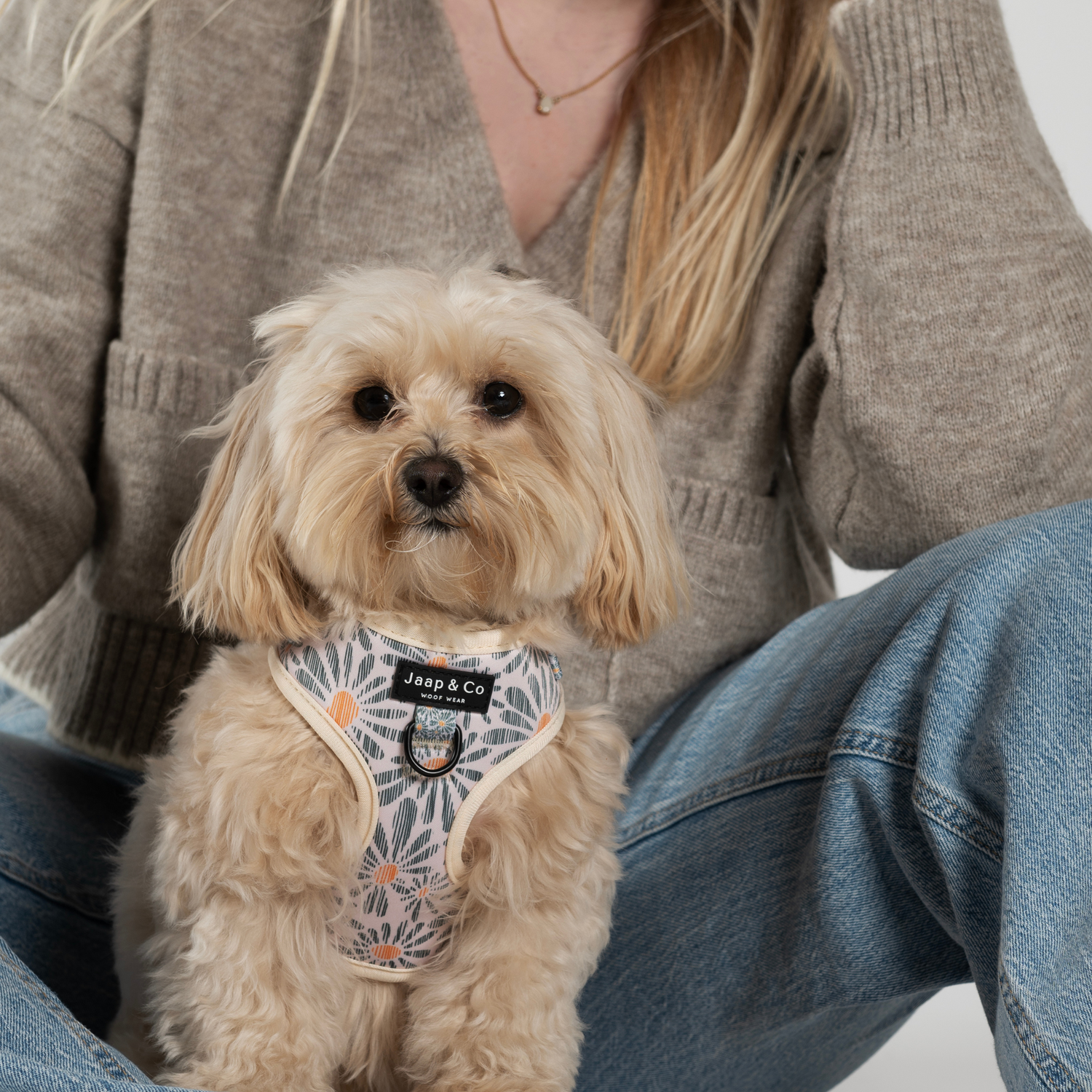 Maltipoo zit bij model en draagt de floral memories hondentuigje van Jaap &amp; Co - wit met blauw en oranje bloemenprint