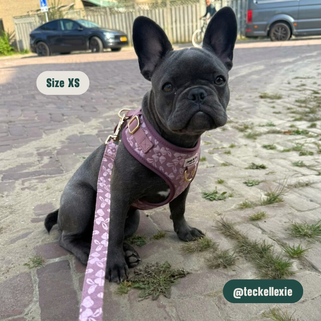 Rosé Dusk - Set Tuigje