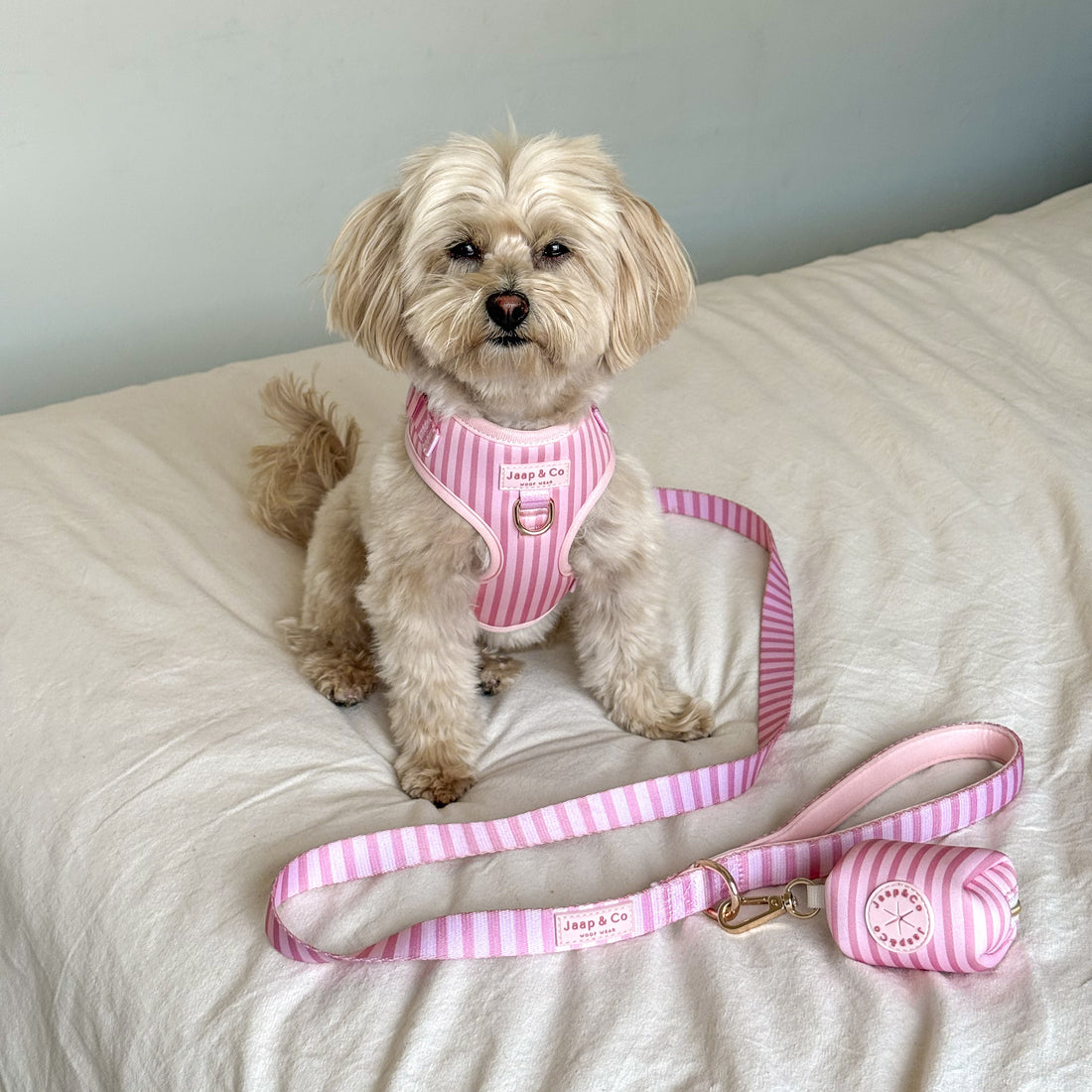 Maltipoo in de Melle&