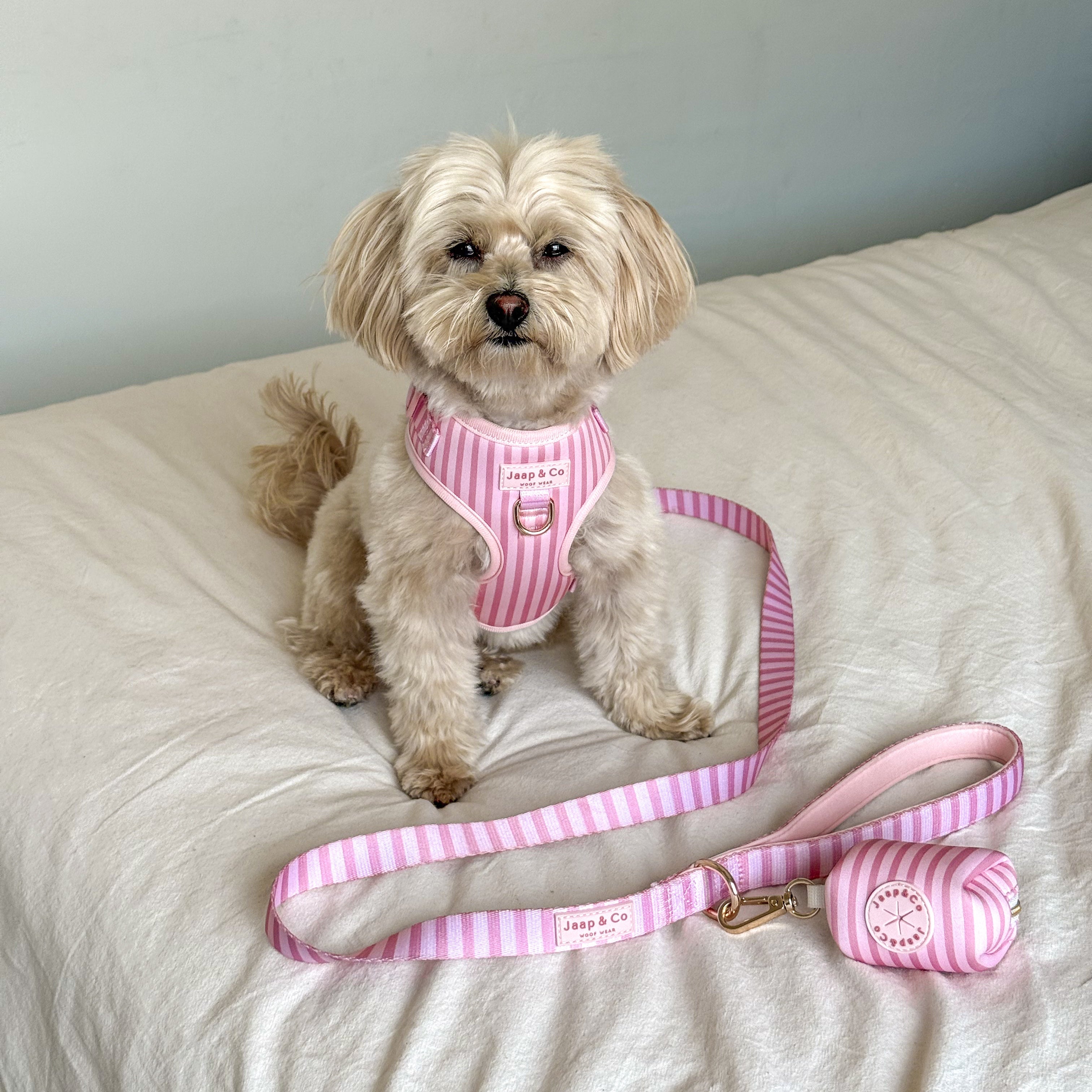 Maltipoo in de Melle&