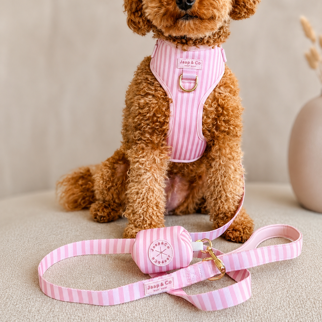 Labradoodle draagt roze gestreepte hondentuigje met bijpassende hondenriem en poepzakjeshouder