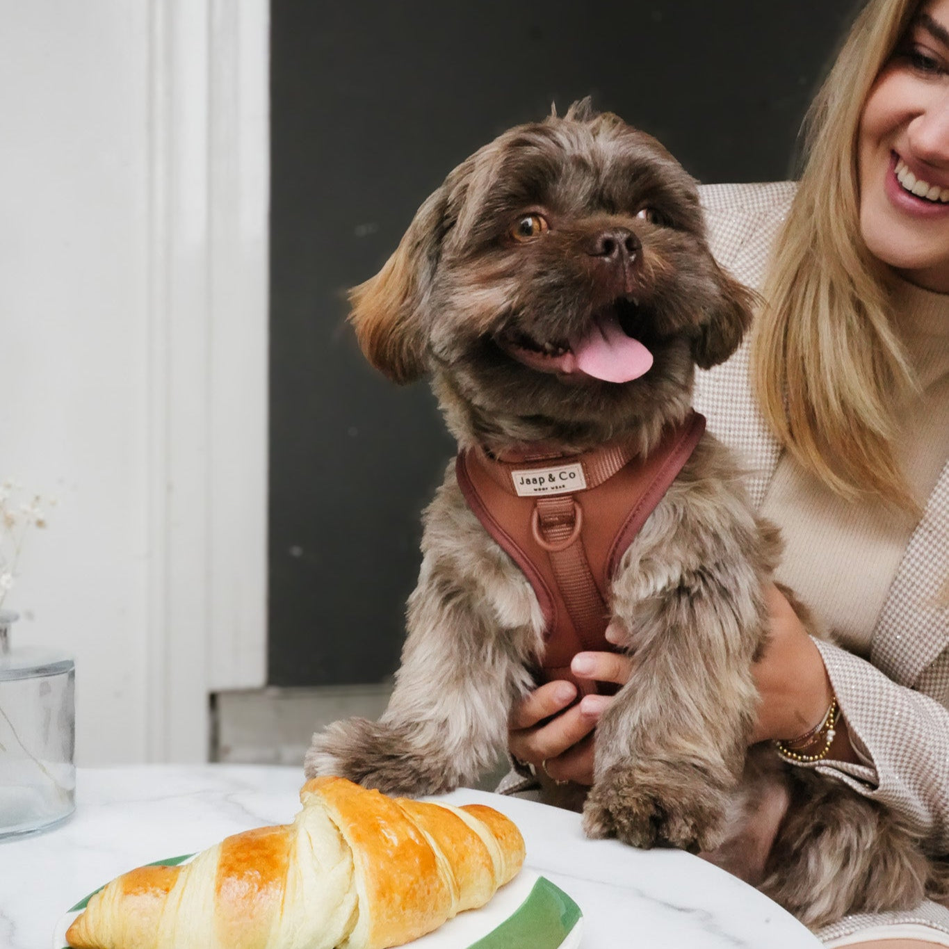 Shitzu op schoot bij baasje. De hond draagt de Mocha Mousse Waterproof hondentuig van Jaap &amp; Co