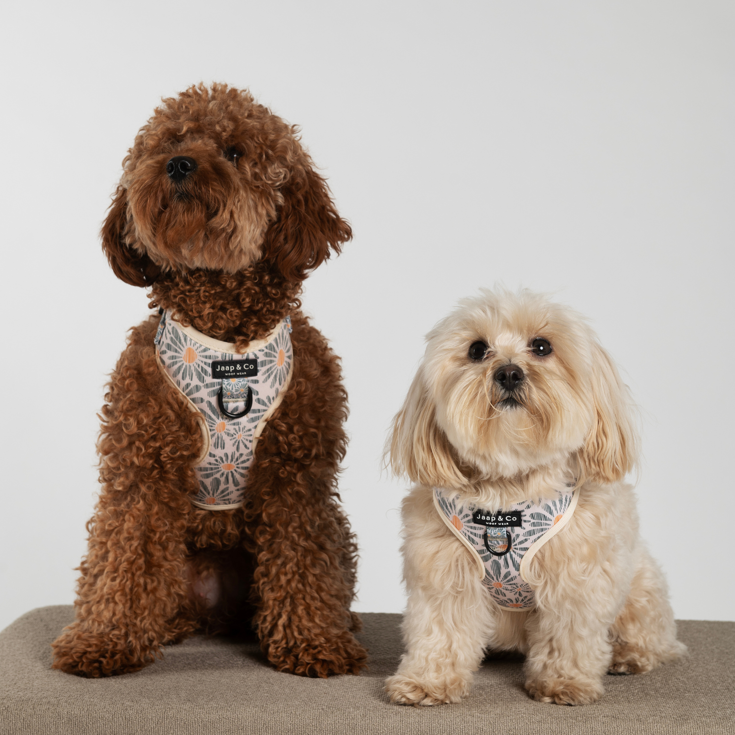 Toypoodle en maltipoo zitten naast elkaar en dragen het floral memories hondentuigje van Jaap &amp; Co